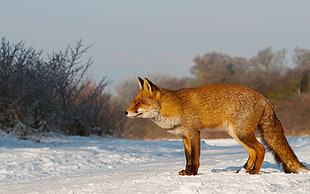 brown Fox